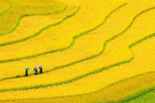 7D6N VIETNAM SAPA  HANOI HALONG MOSLEM TOUR - photo 11